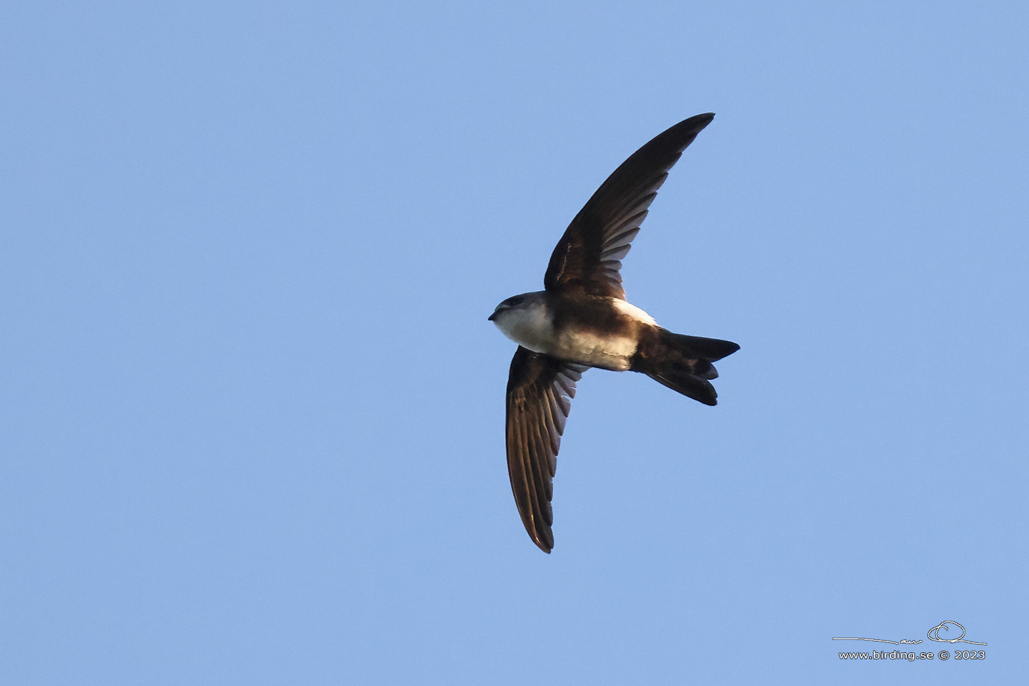ANTILLEAN PALM SWIFT (Tachornis phoenicobia) - Stng / Close